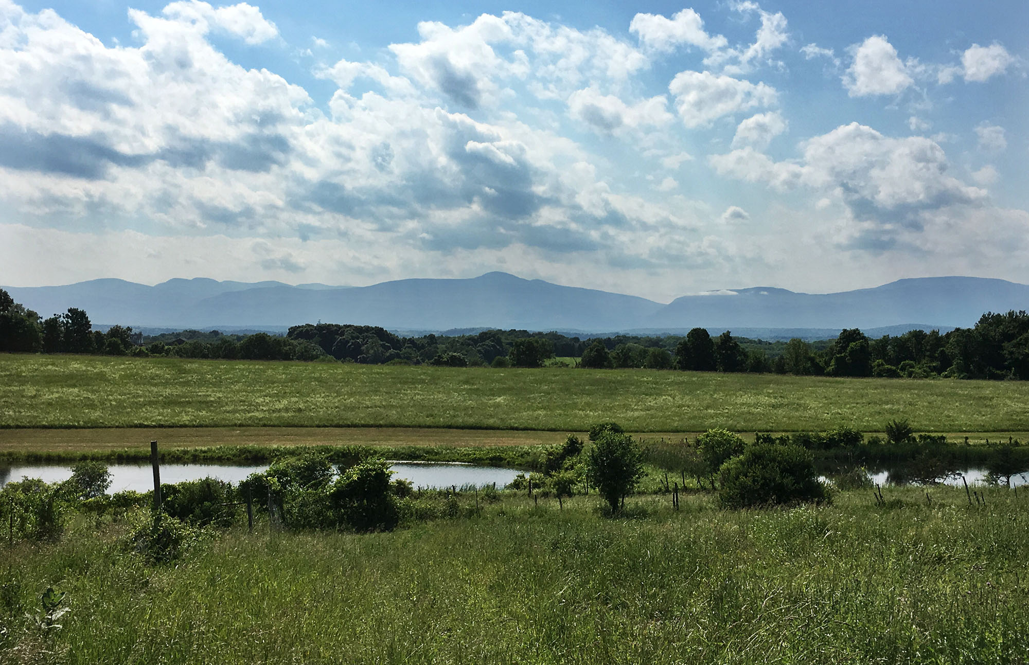 Wetlands and green grass