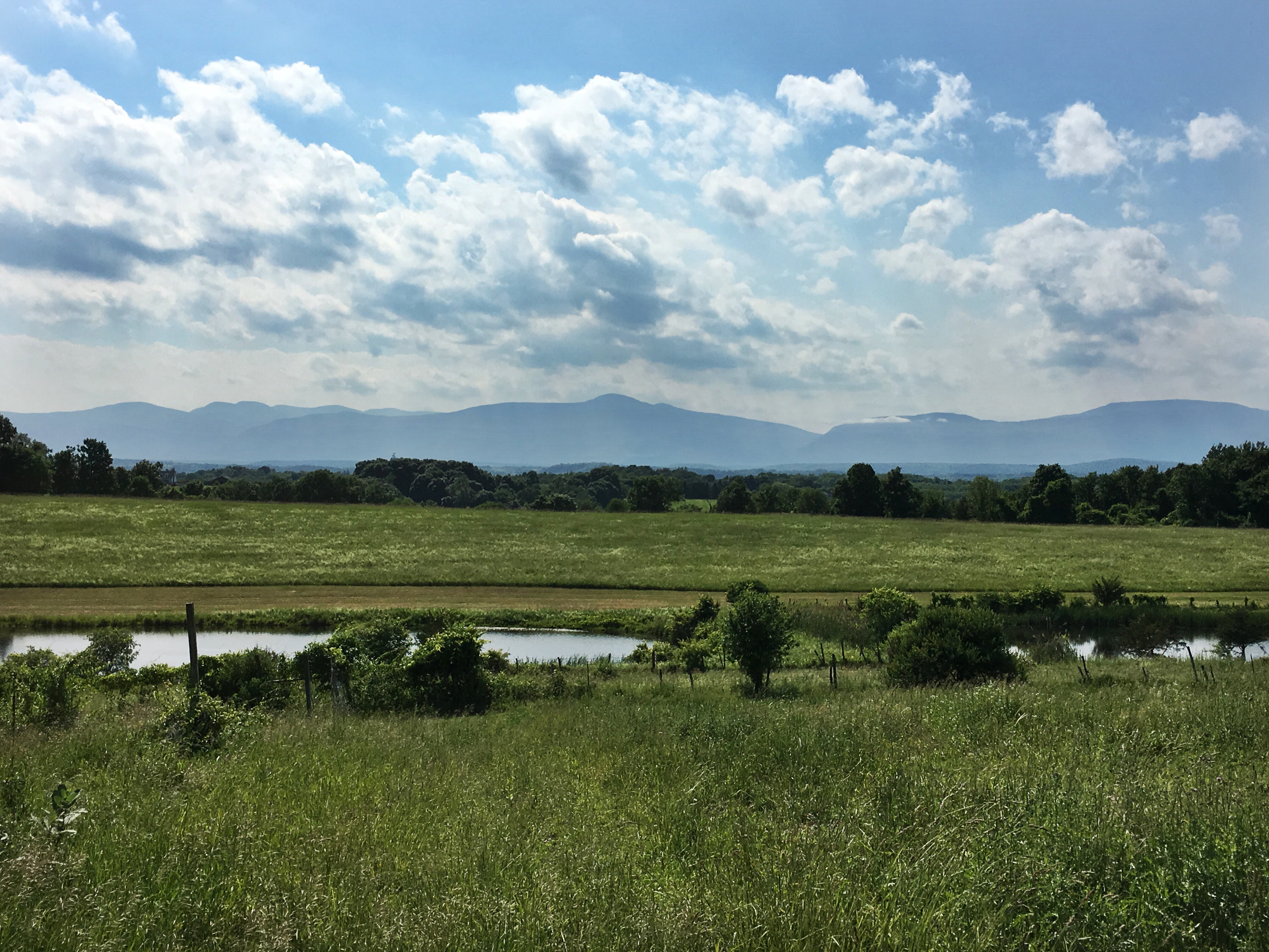 Wetlands and green grass